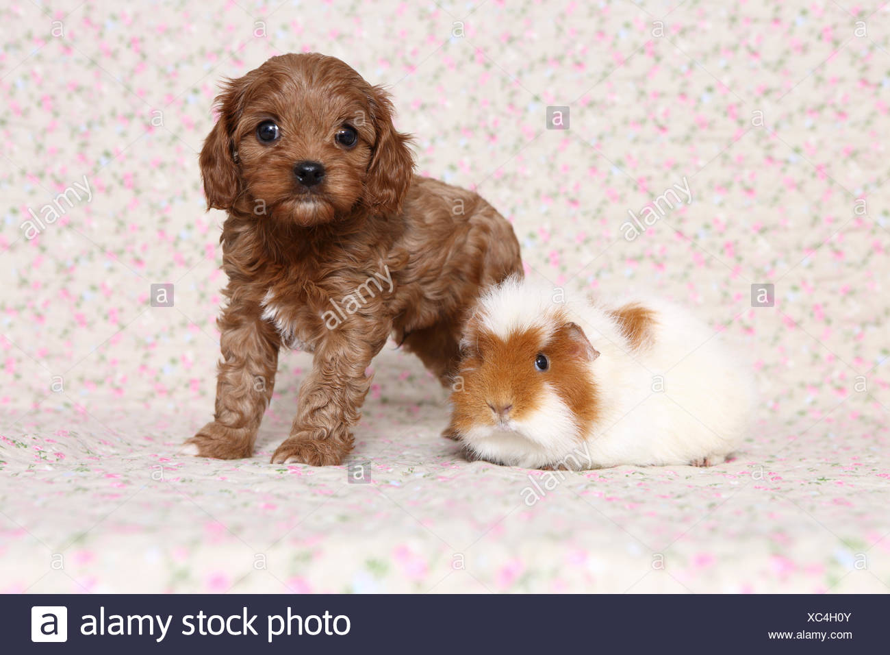 Cavapoo Pudel X Cavalier King Charles Spaniel Welpen Und Teddy Meerschweinchen Stehen Neben Einander Studio Bild Vor Einem Hellen Hintergrund Mit Blume Gedruckt Deutschland Deutschland Stockfotografie Alamy