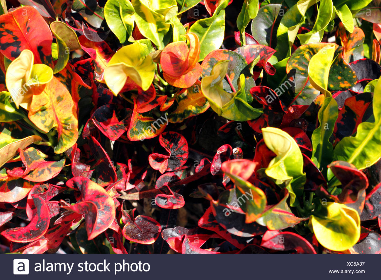 Nahaufnahme Von Tropischen Kroton Pflanze Busch Rot Gelb Orange Und Grune Blatter An Einem Sonnigen Wintertag In Florida Stockfotografie Alamy
