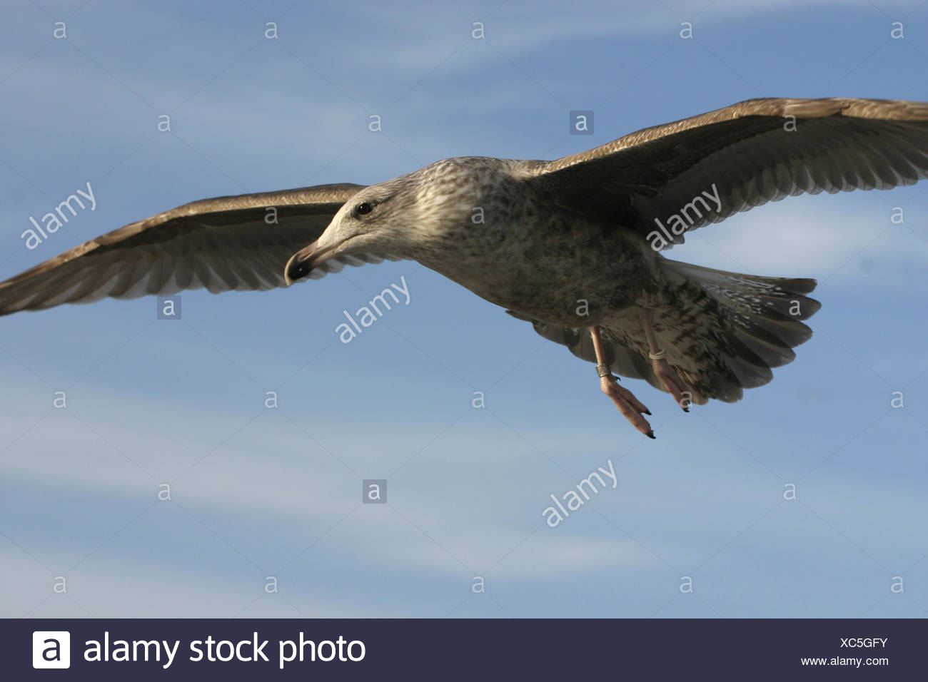Flug Vogel Vogel Flugel Mowe Schnabel Wasservogel Wasservogel Schwingen Schwingen Ausgebreitet Stockfotografie Alamy