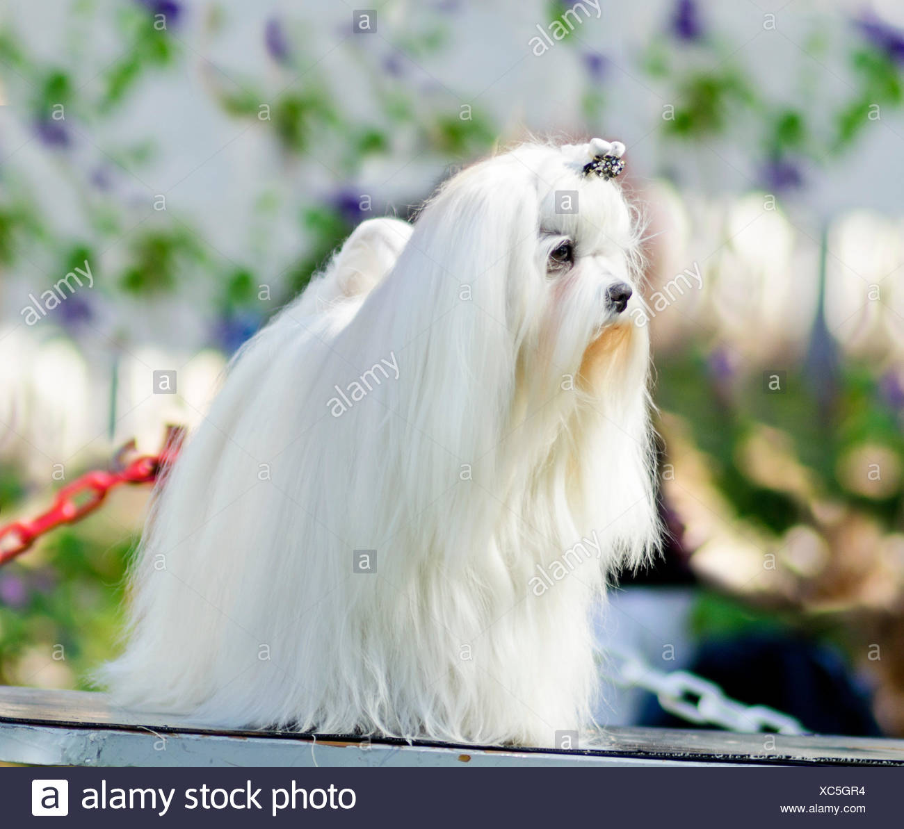 mantel stehen malteser