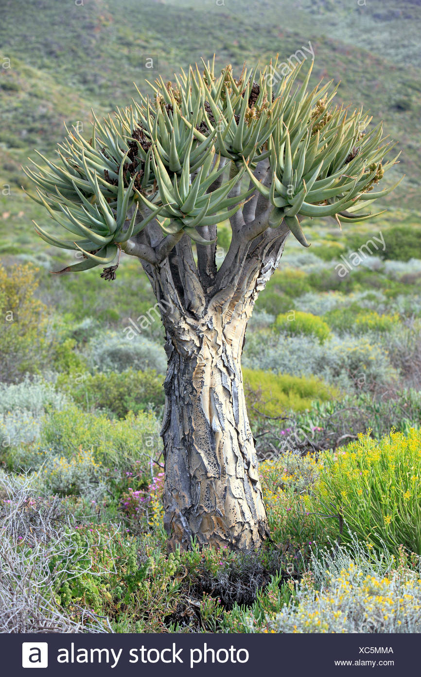 Kocher Baum Oder Kokerboom Aloe Dichotoma Karoo Desert