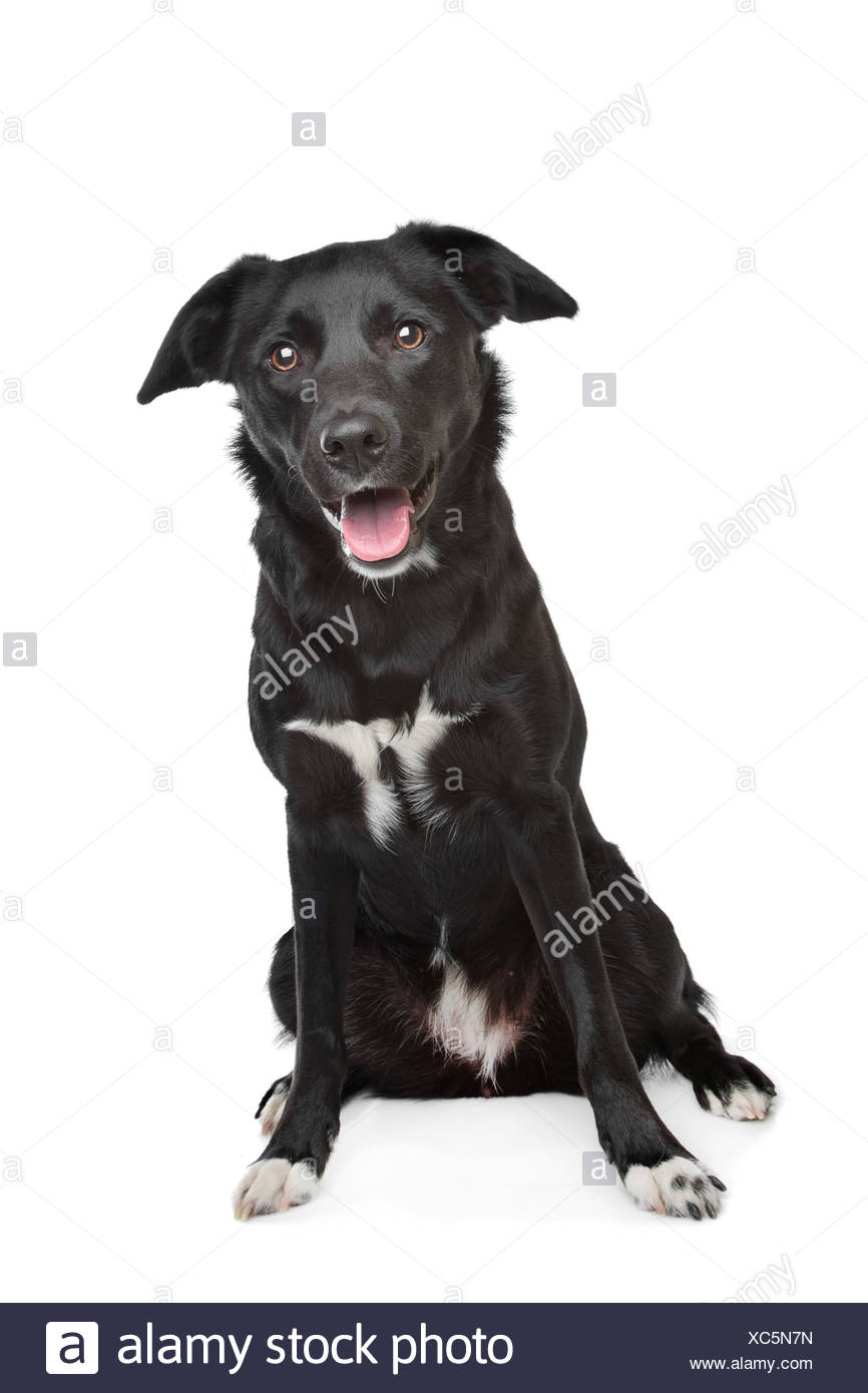 Mischling Hund Labrador Border Collie Stockfotografie Alamy