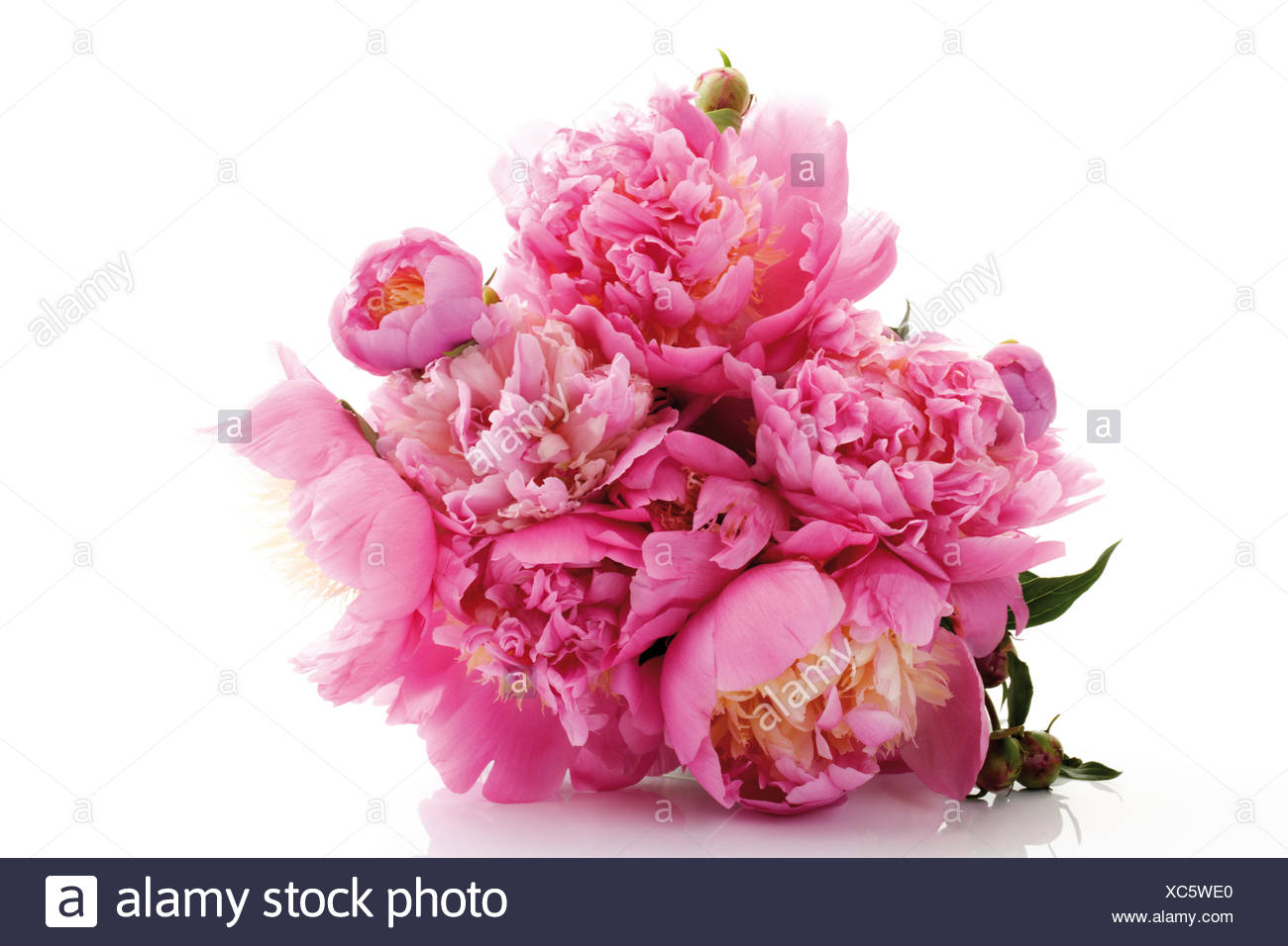 Stillleben Rosa Pfingstrosen Stockfotos & Stillleben Rosa Pfingstrosen