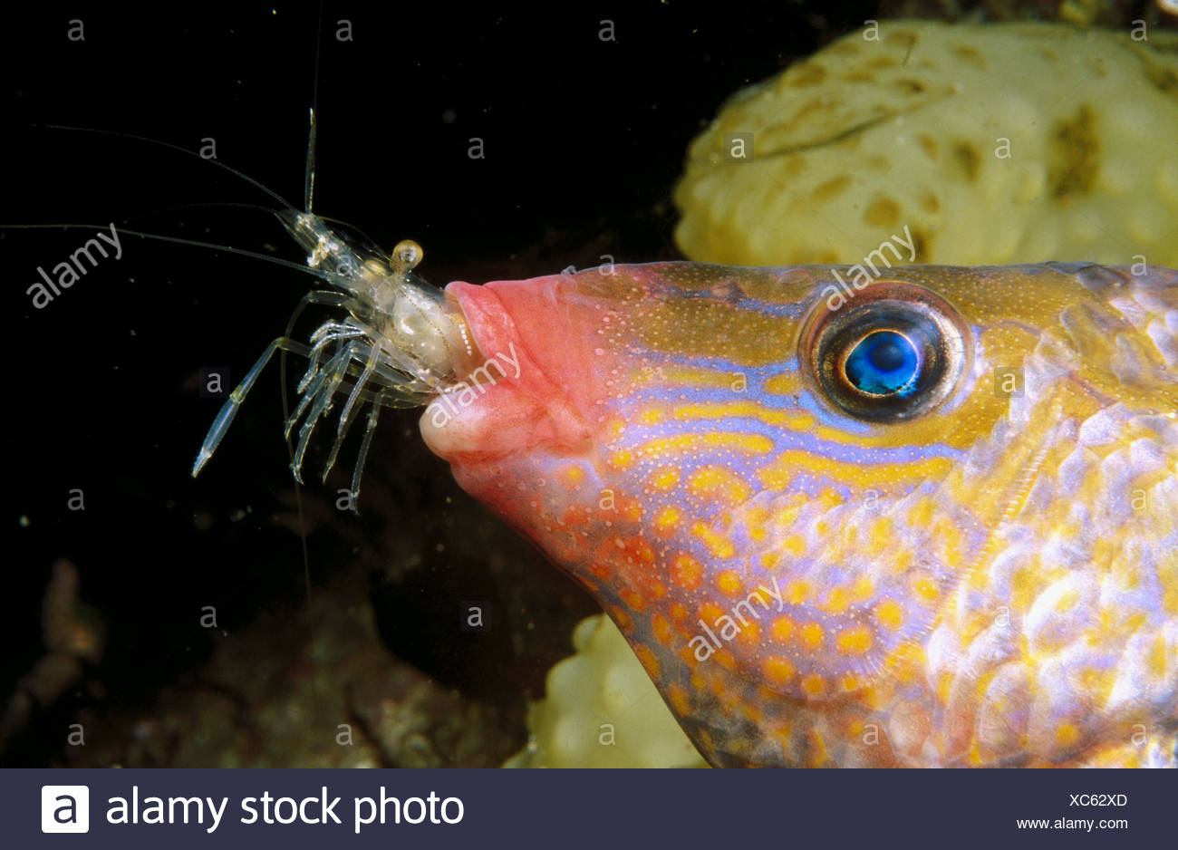 Corkwing Wrasse Symphodus Bailloni Fressen Garnelen Stockfotografie Alamy