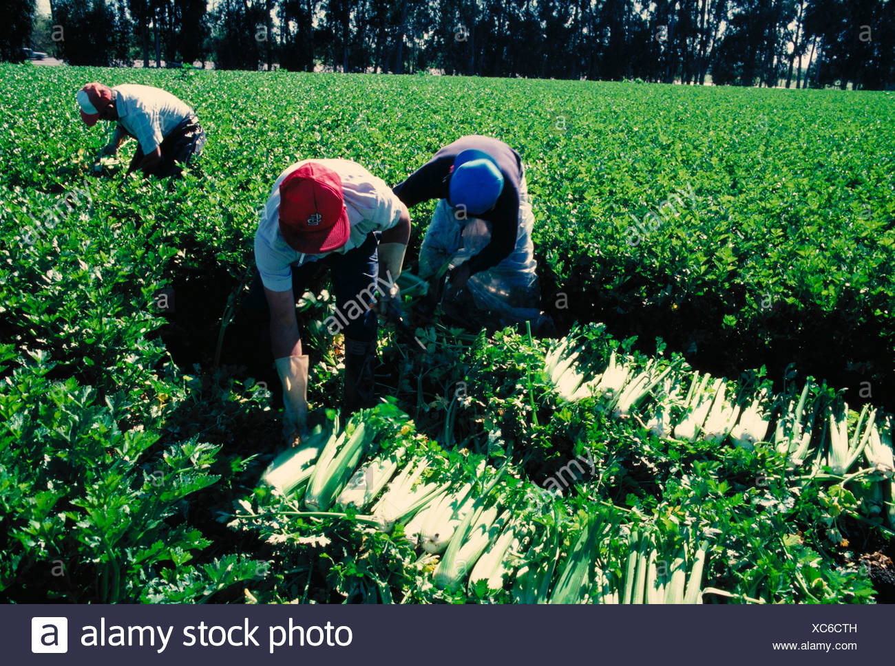 Sellerie Ernte Stockfotos Sellerie Ernte Bilder Alamy