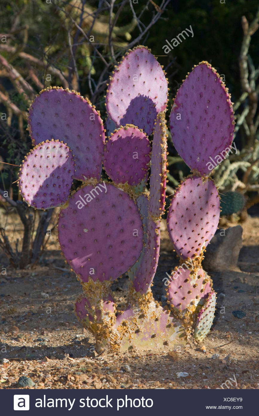 Opuntia Santa Rita Opuntia Santa Rita Usa Arizona Stockfotografie Alamy