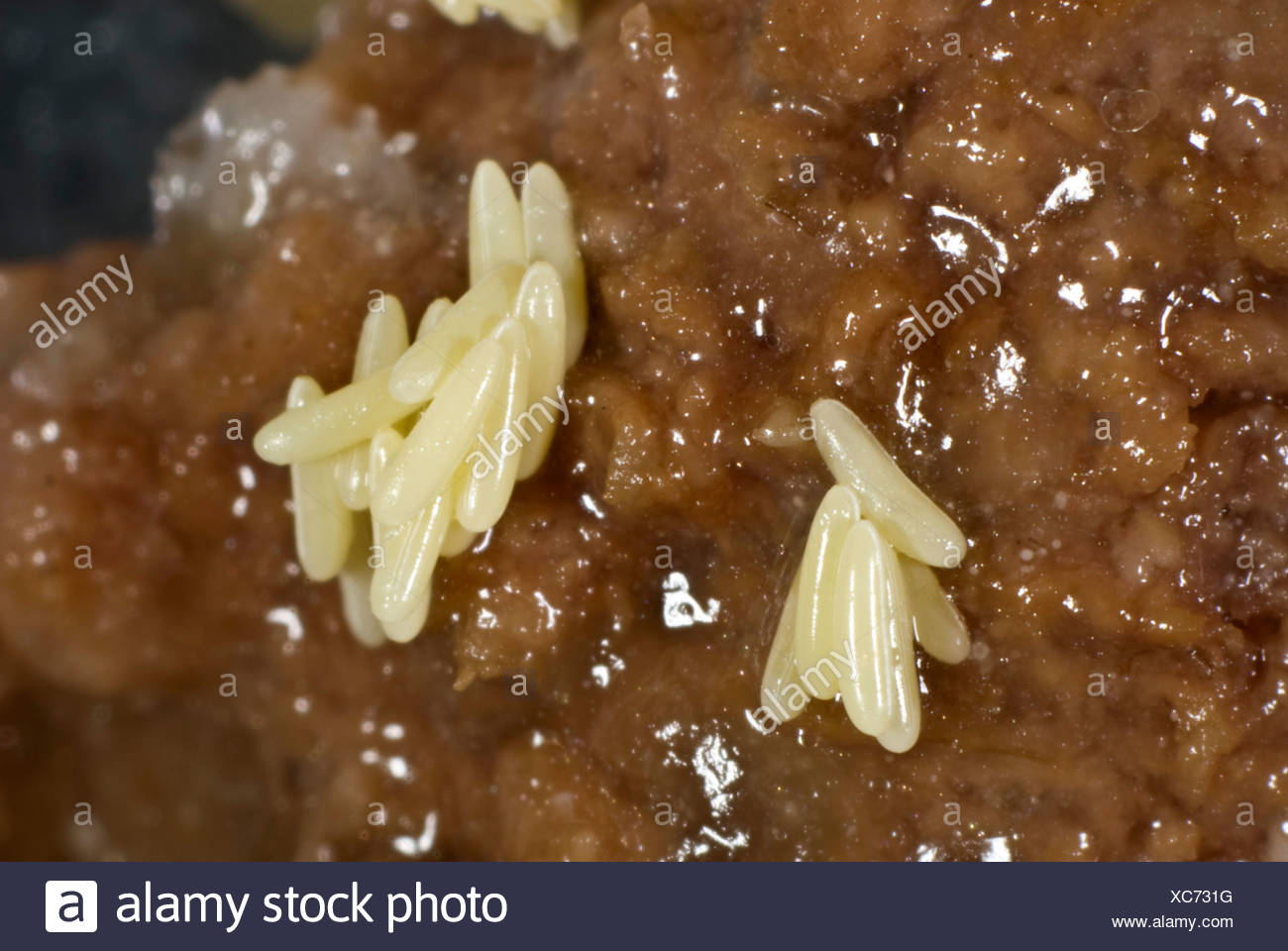 Was Passiert Wenn Man Fliegeneier Isst Fliege Eier Stockfotos und -bilder Kaufen - Alamy