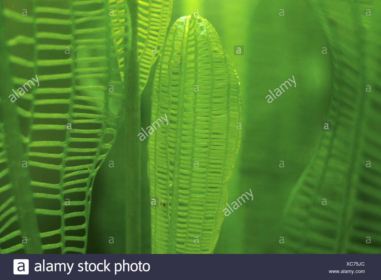 Madagaskar Laceleaf Gitter Blatt Lace Pflanze Aponogeton