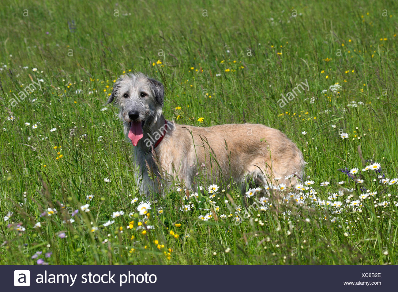 Irisch Deutsch Stockfotos &amp; Irisch Deutsch Bilder Alamy