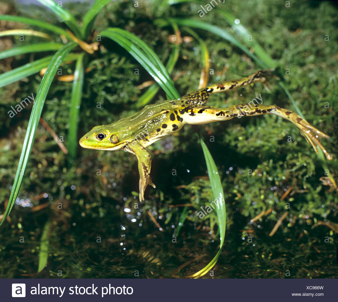 Essbare Frosch Sprung Stockfotografie Alamy
