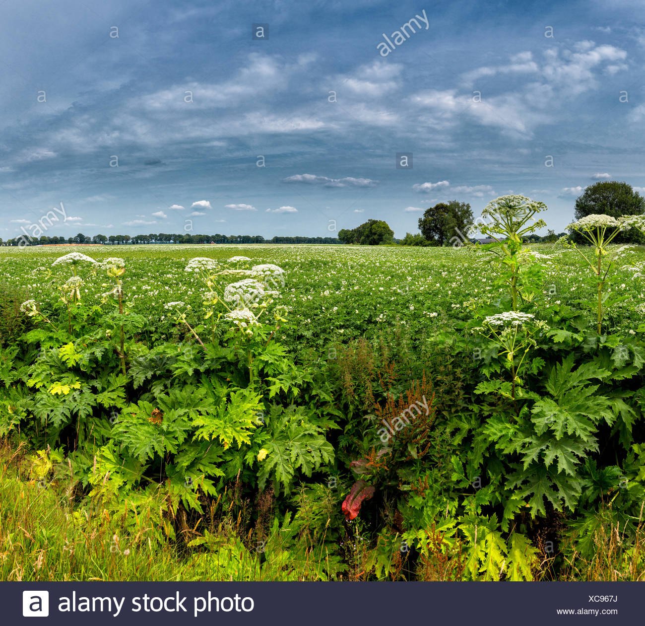 Niederlande Holland Europa Wezep Drenthe Landschaft Blumen Sommer Kartoffeln Gemuse Landwirtschaft Stockfotografie Alamy