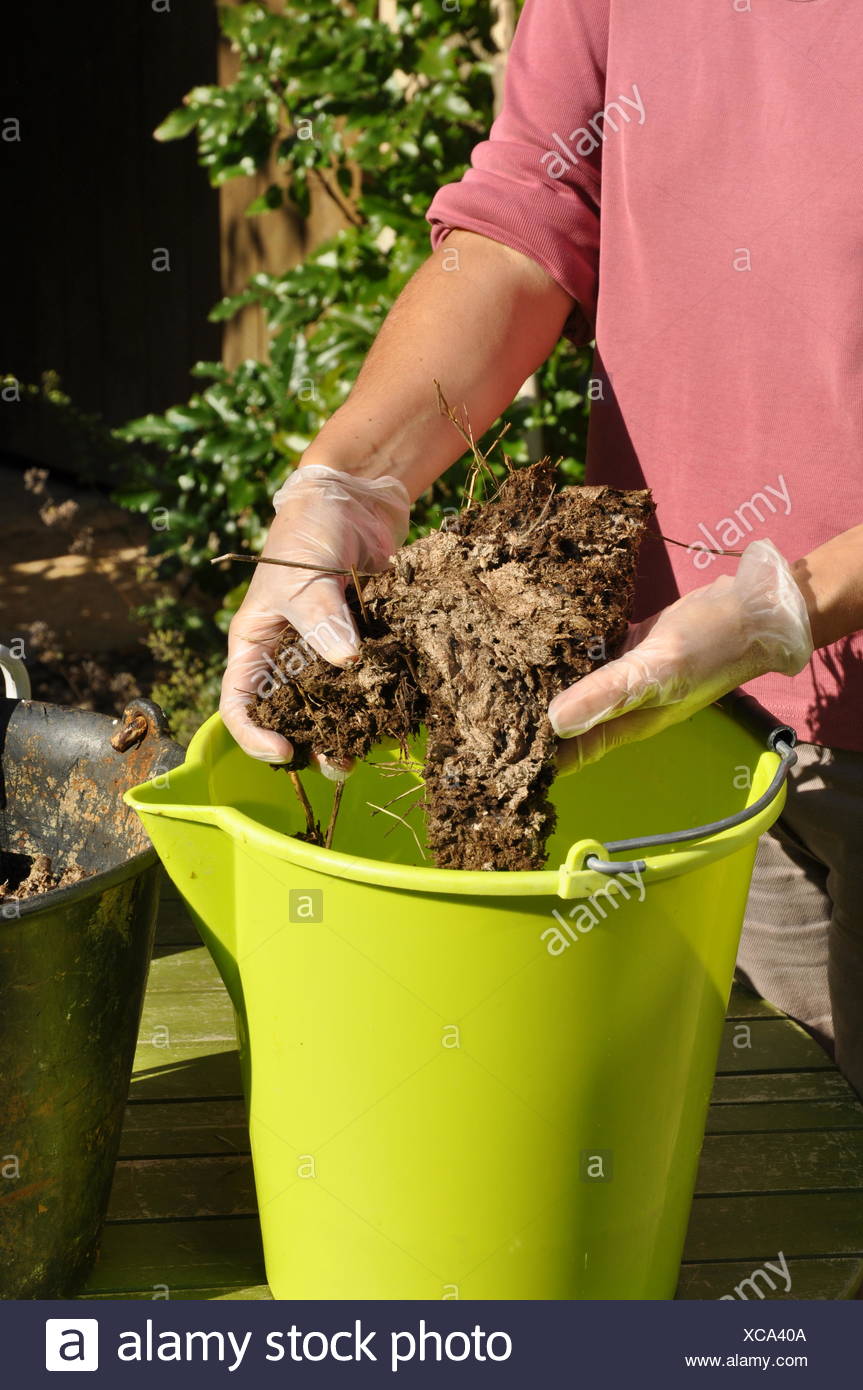 Mischen Von Einer Kuh Kot Basis Dunger Im Garten Stockfoto Bild