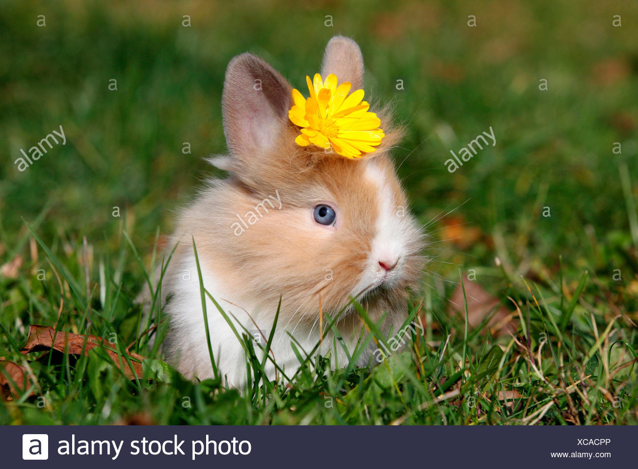 Löwenköpfige Zwerg Kaninchen. Junge sitzt auf einer Wiese, eine gelbe Blume auf dem Kopf tragen. Deutschland Stockfoto