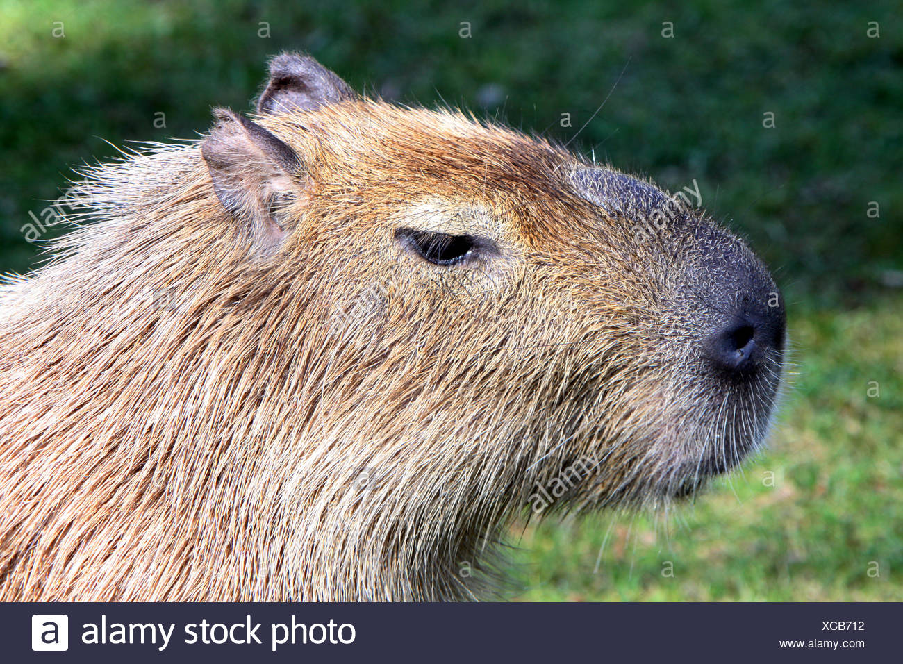 Amerikanisch Tier Saugetier Portrat Nagetier Sudamerika Weiblich Meerschweinchen Stockfotografie Alamy