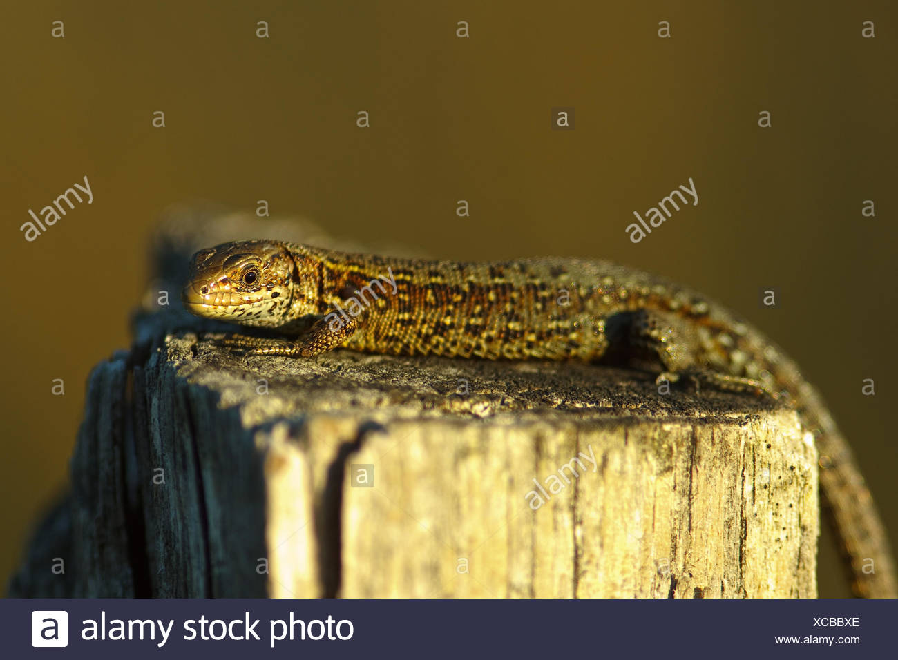vivipare Eidechse - Zootoca vivipara Stockfoto