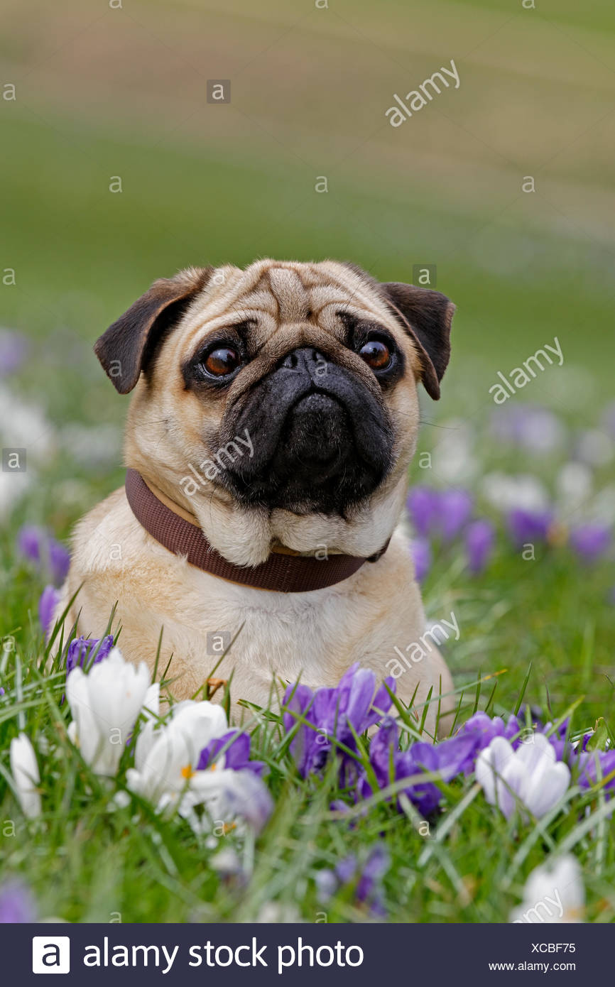 Schleswig Holstein Deutschland Stockfotos und bilder Kaufen Alamy