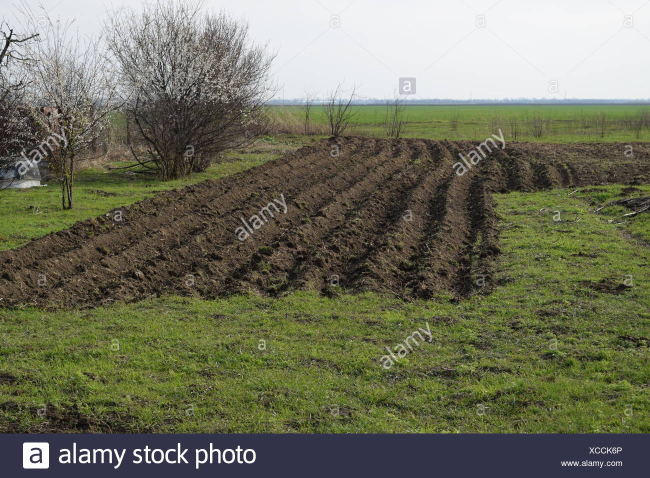 Die Zeilen Der Kartoffeln Im Garten Gepflanzt Stockfoto Bild