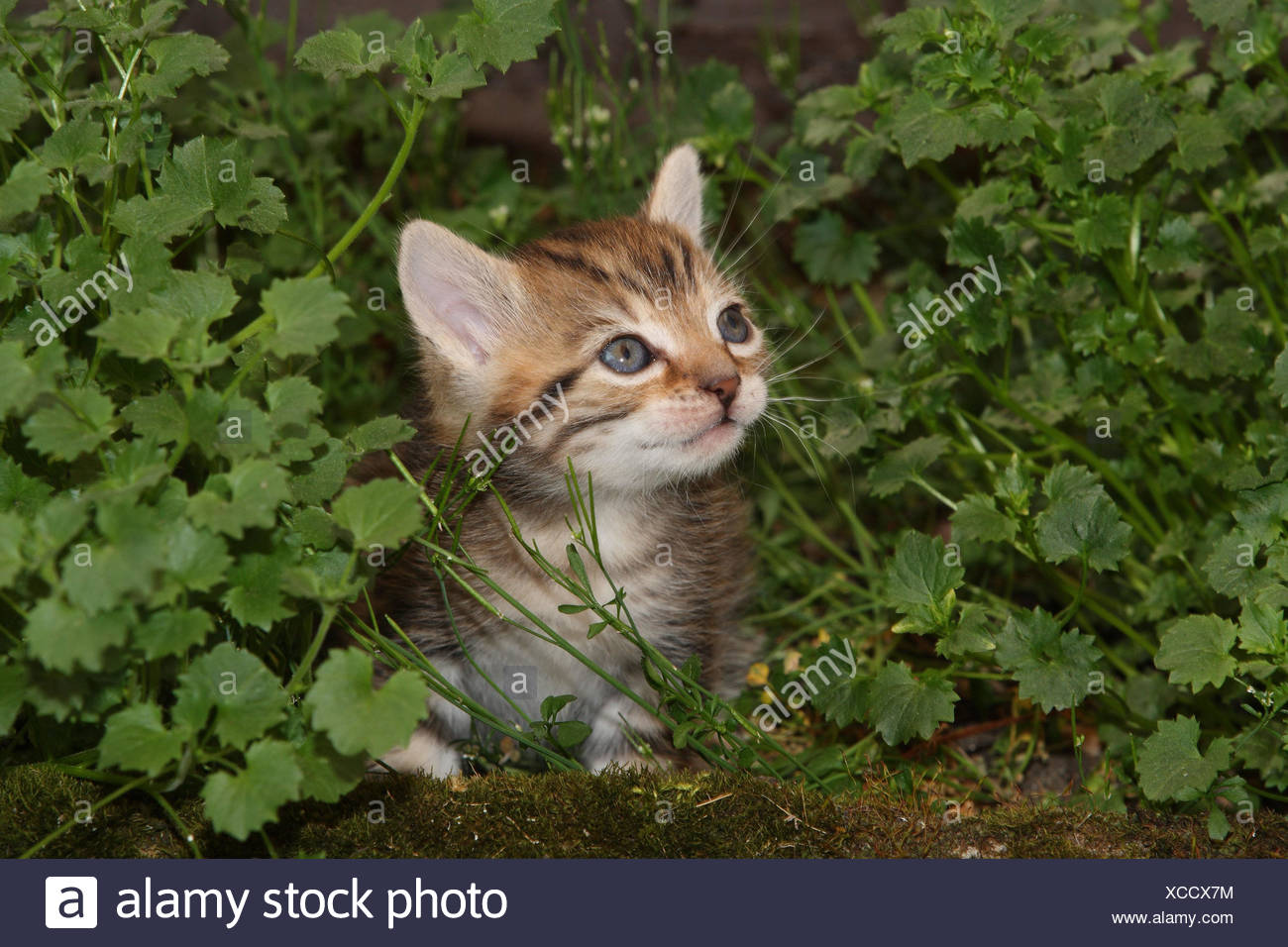 Wiese Sitzen Stockfotos und bilder Kaufen Alamy
