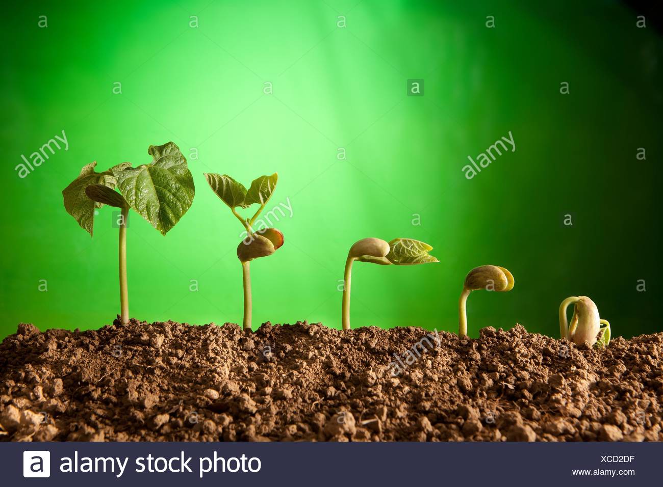 Die Gekeimten Samen Sequenz Und Das Wachstum Der Bohne Pflanzen Stockfotografie Alamy