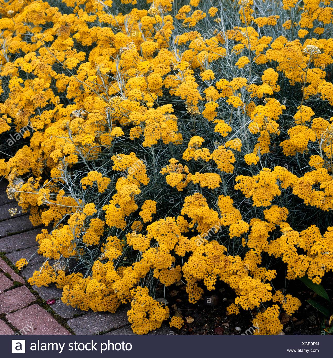 Curry Pflanze Helichrysum Unsere Subspecies Serotinum Her072721 Photoshot Stockfotografie Alamy