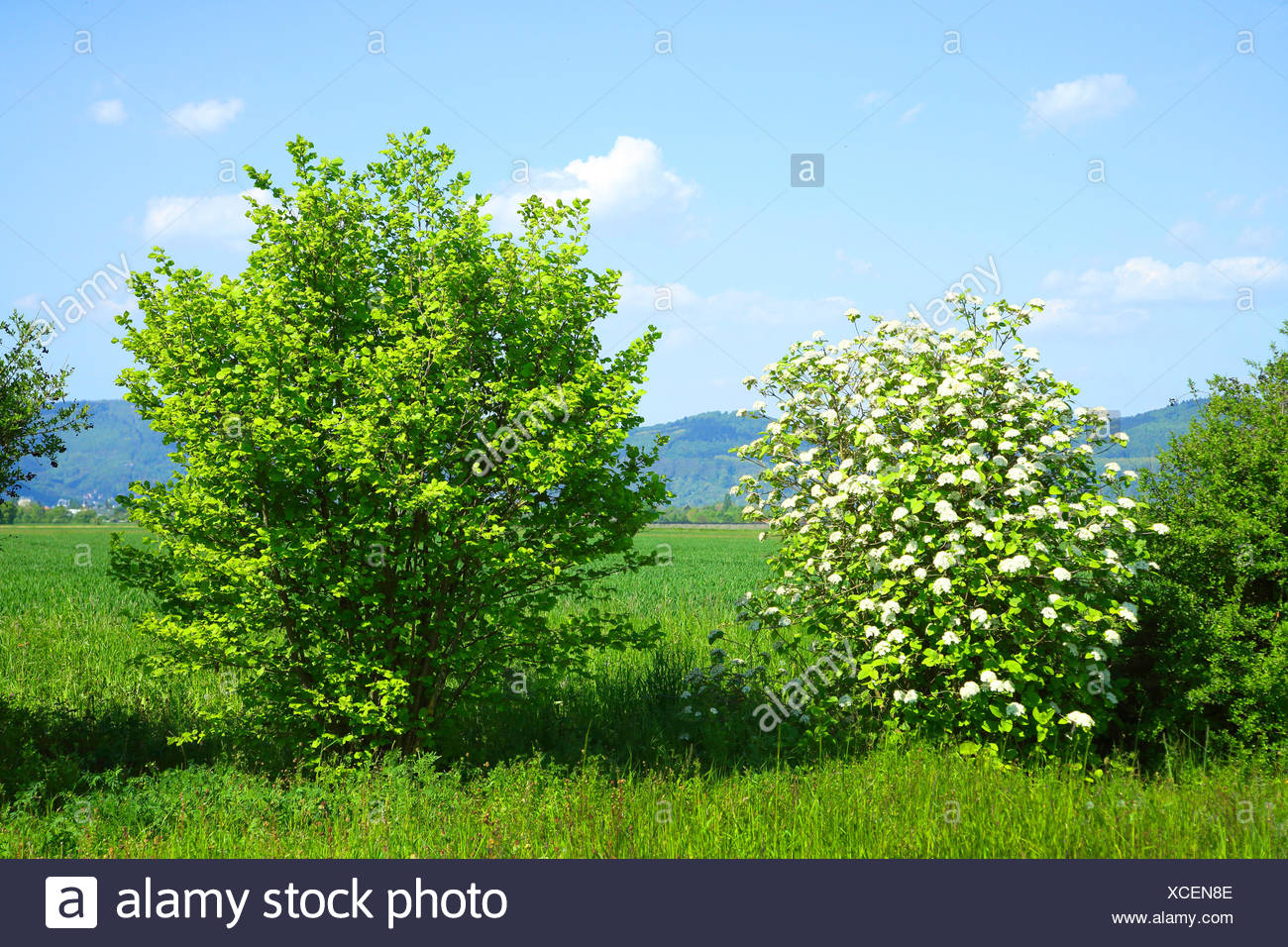 wolliger schneeball viburnum lantana hecke mit haselstrauch und bluehendem schneeball deutschland baden wurttemberg wayf stockfotografie alamy