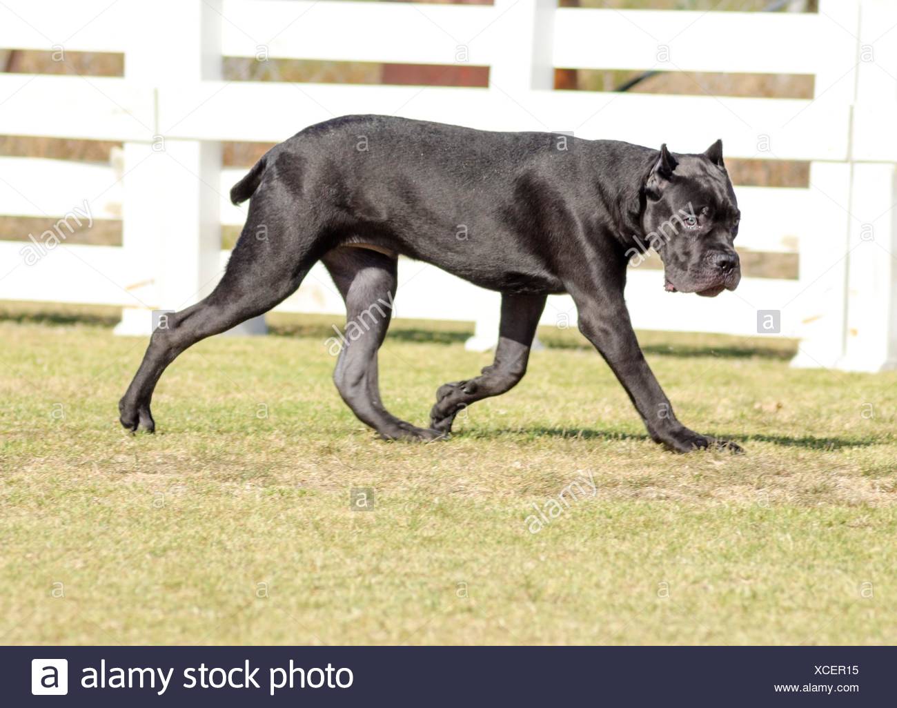 Cane Corso Italian Corso Sitting Stockfotos Und Bilder Kaufen Seite 3 Alamy