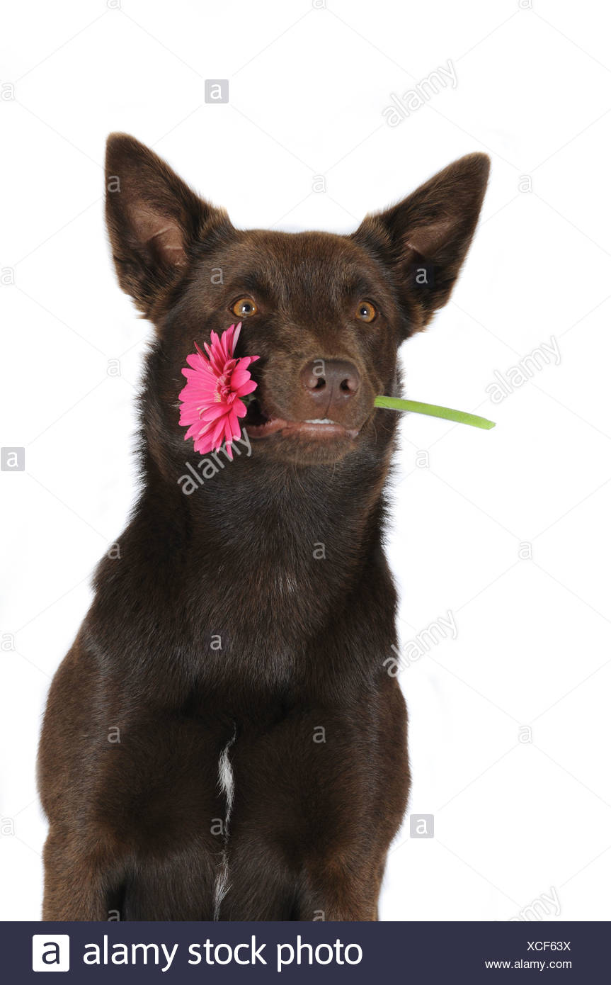 Australian Kelpie Italia - Adopt Rocco on | Australian kelpie dog, Australian kelpie ..., Compilare entrambi i campi di ricerca, facendo attenzione ad inserire almeno 3 lettere per il nome.
