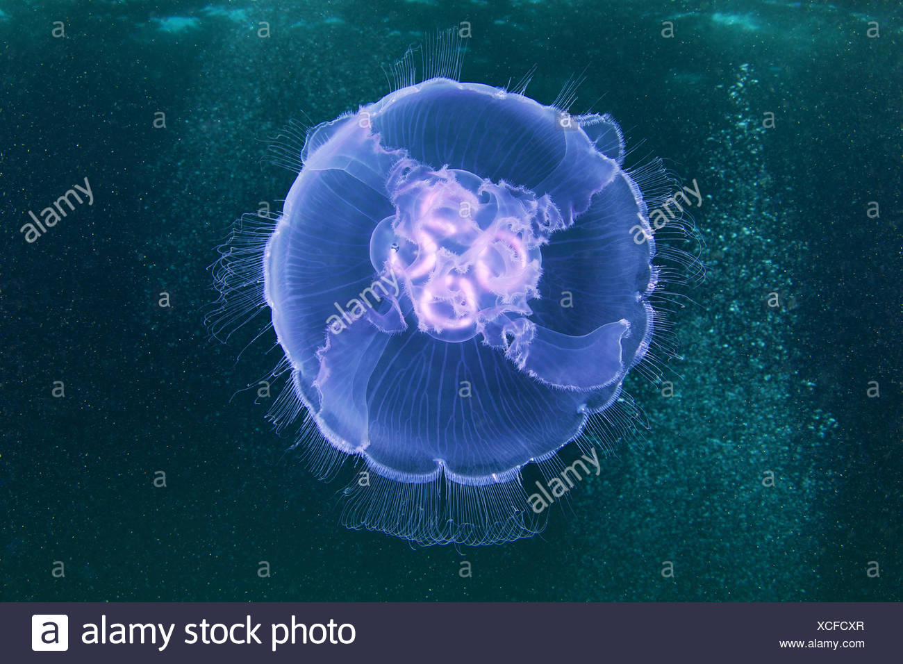Aurelia Golden Quallen Stockfoto