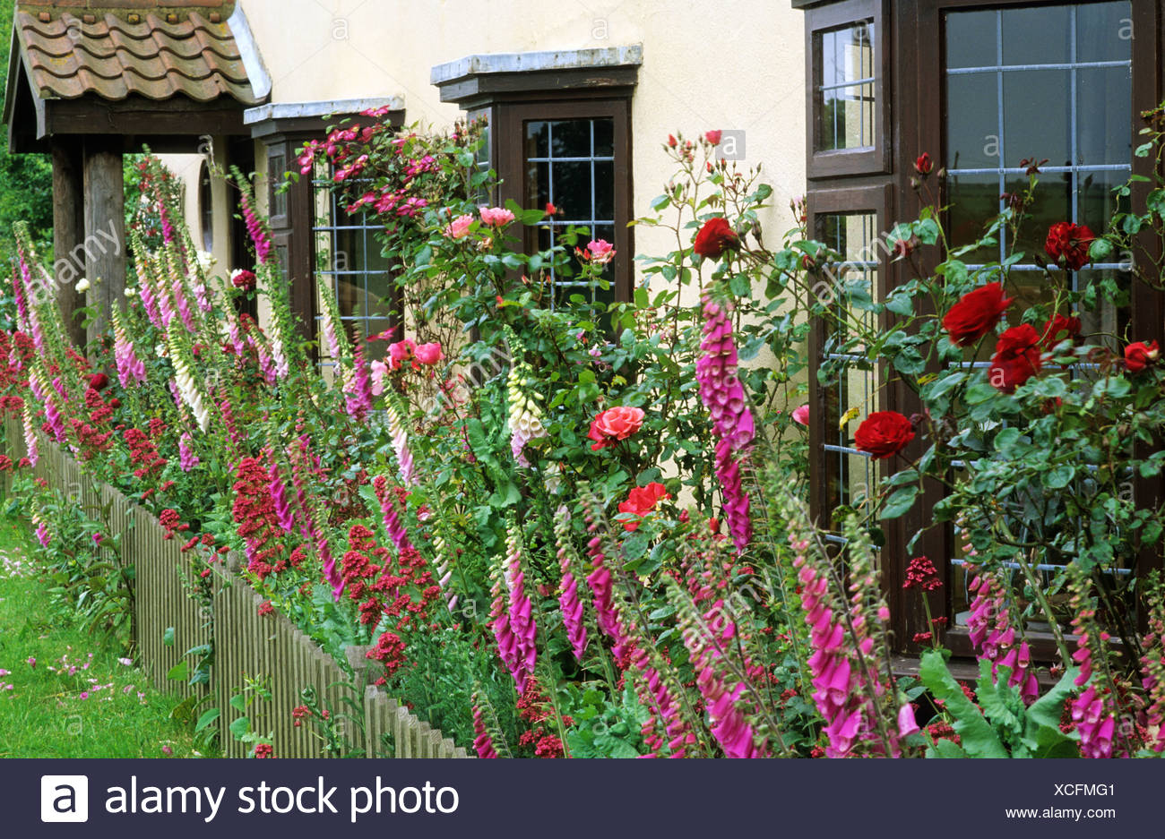 Ferienhaus Vorderen Garten Fingerhut Digitalis Rosen Stockfotografie Alamy