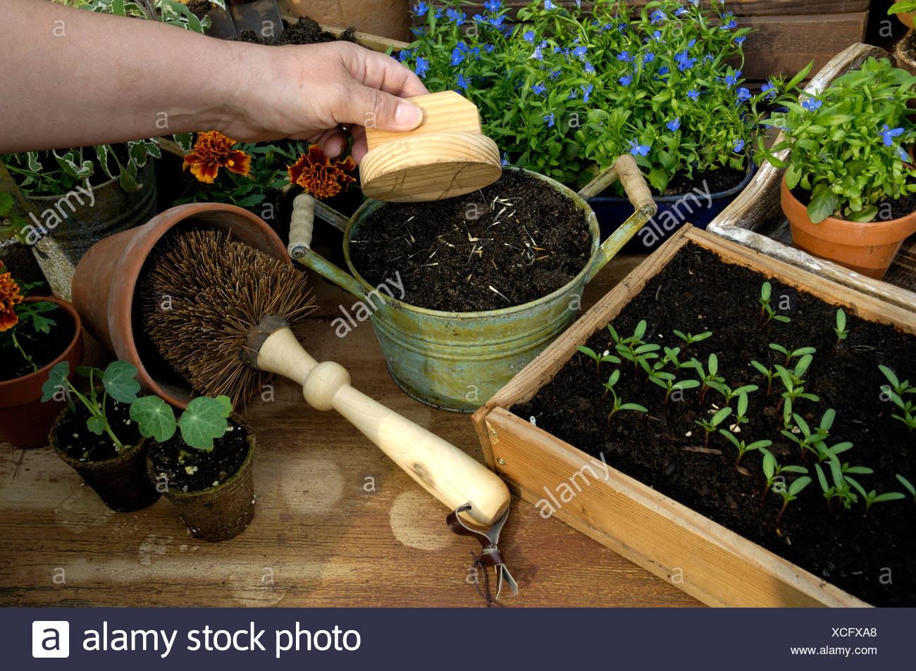 Franzosische Ringelblume Tagetes Patula Tagetes Aussaat Stockfotografie Alamy
