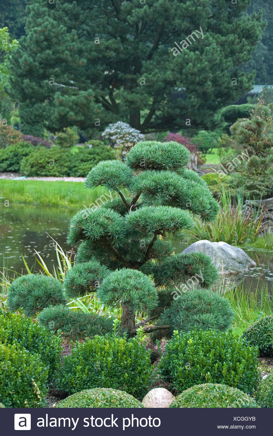 Fohre Scots Kiefer Pinus Sylvestris Norske Typ Pinus