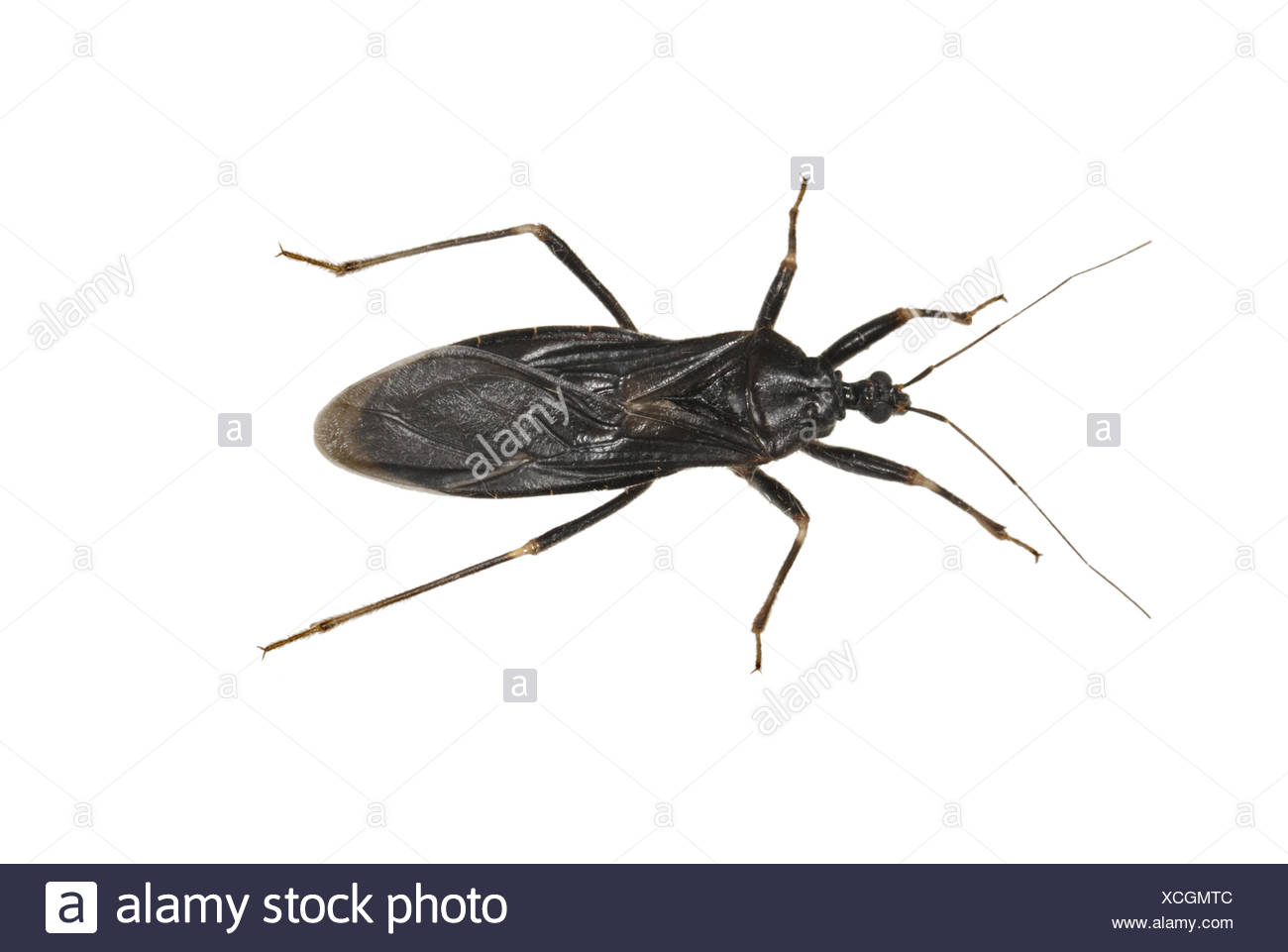 pics Reduvius Personatus Chagas alamy