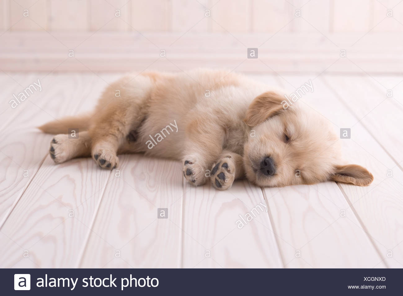 Golden Retriever Auf Boden Schlafen Stockfotografie Alamy