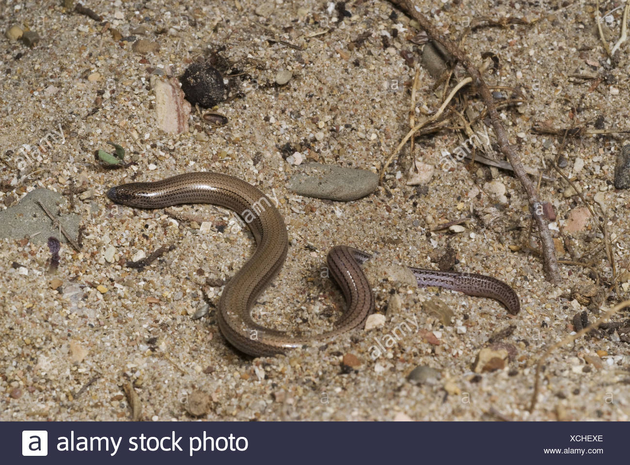 Griechischen Beinlosen Skink Griechischen Schlange Skink Ophiomorus Punctatissimus Im Sand Pylos Messinien Peloponnes Griechenland Stockfotografie Alamy