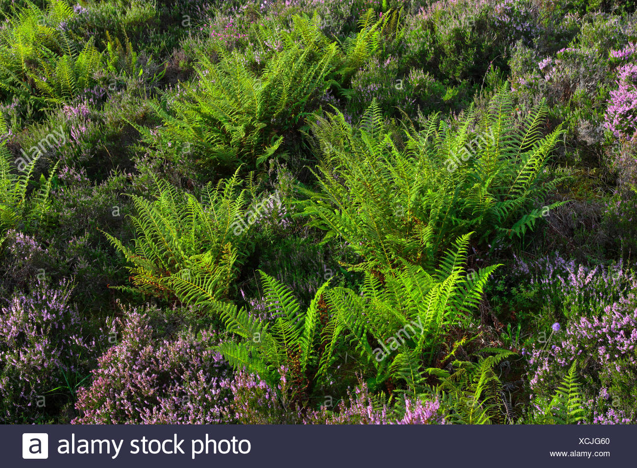 Farn Blume Stockfotos und bilder Kaufen Alamy