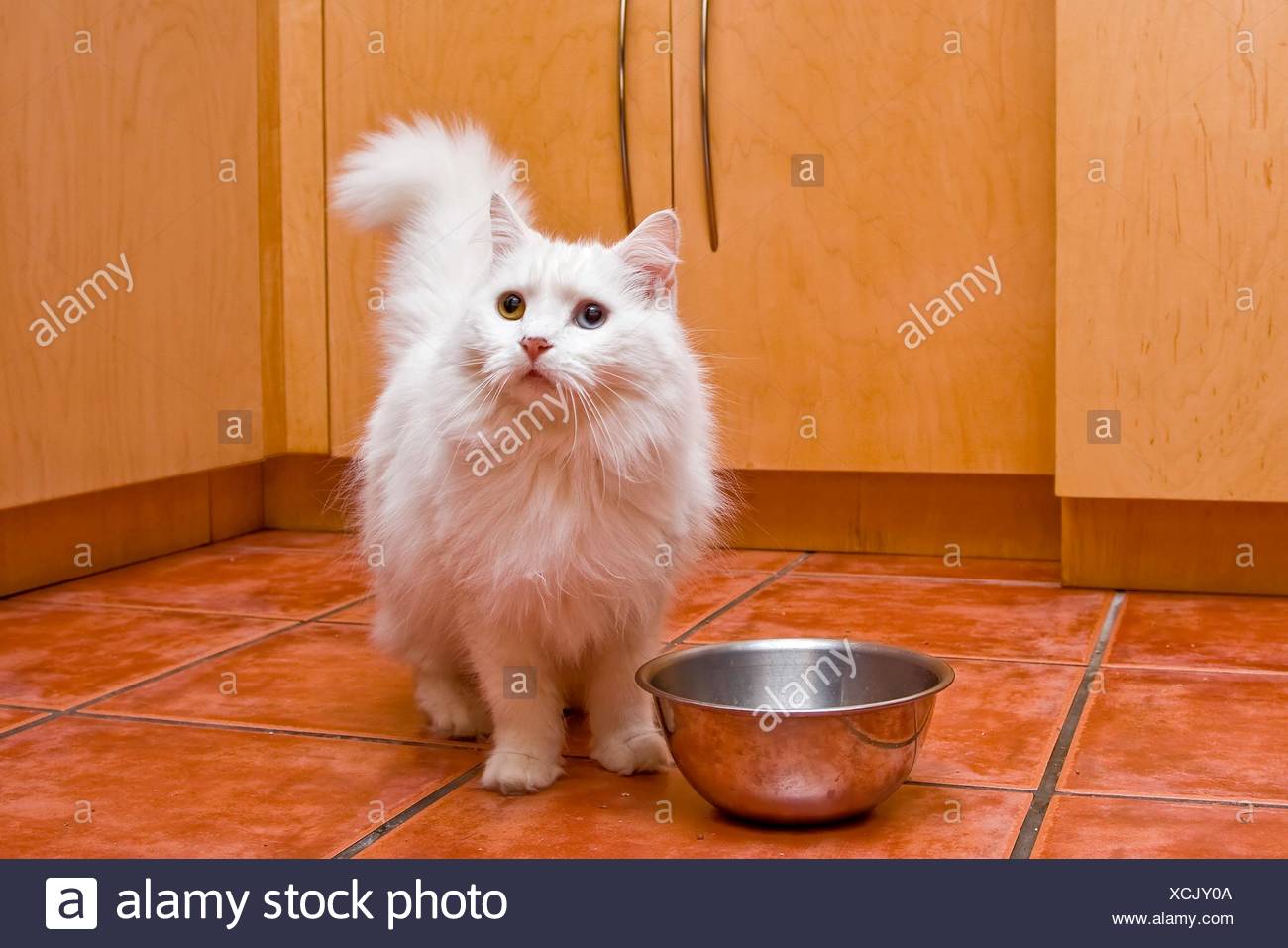 Eine Weisse Katze Mit Mittel Lange Haare Wie Ein Persischer Oder Ragamuffin Breed Elegant Die Noch In Der Kuche Gefuttert Zu Werden Stockfotografie Alamy