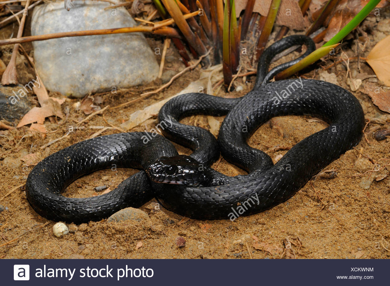 Wurfel Schwarze Schlange Natrix Tessellata Morph Griechenland Creta Stockfotografie Alamy