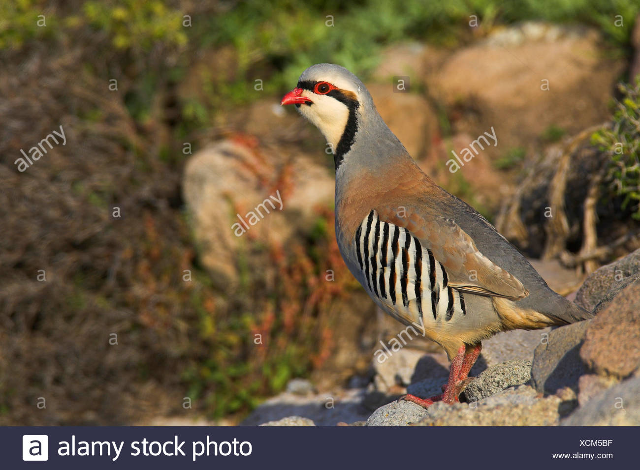 Chukar Rebhuhn Alectoris Chukar Mannlich Griechenland Lesbos Stockfotografie Alamy