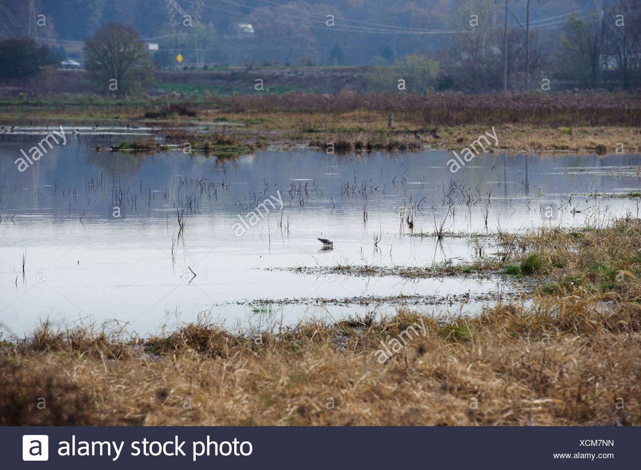 Konstruiertes Feuchtgebiet Stockfotos Und Bilder Kaufen Alamy