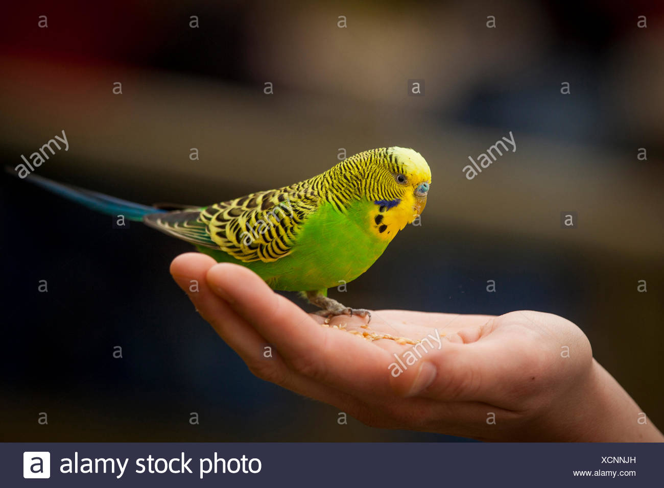 Wellensittich Stockfotos und bilder Kaufen Alamy