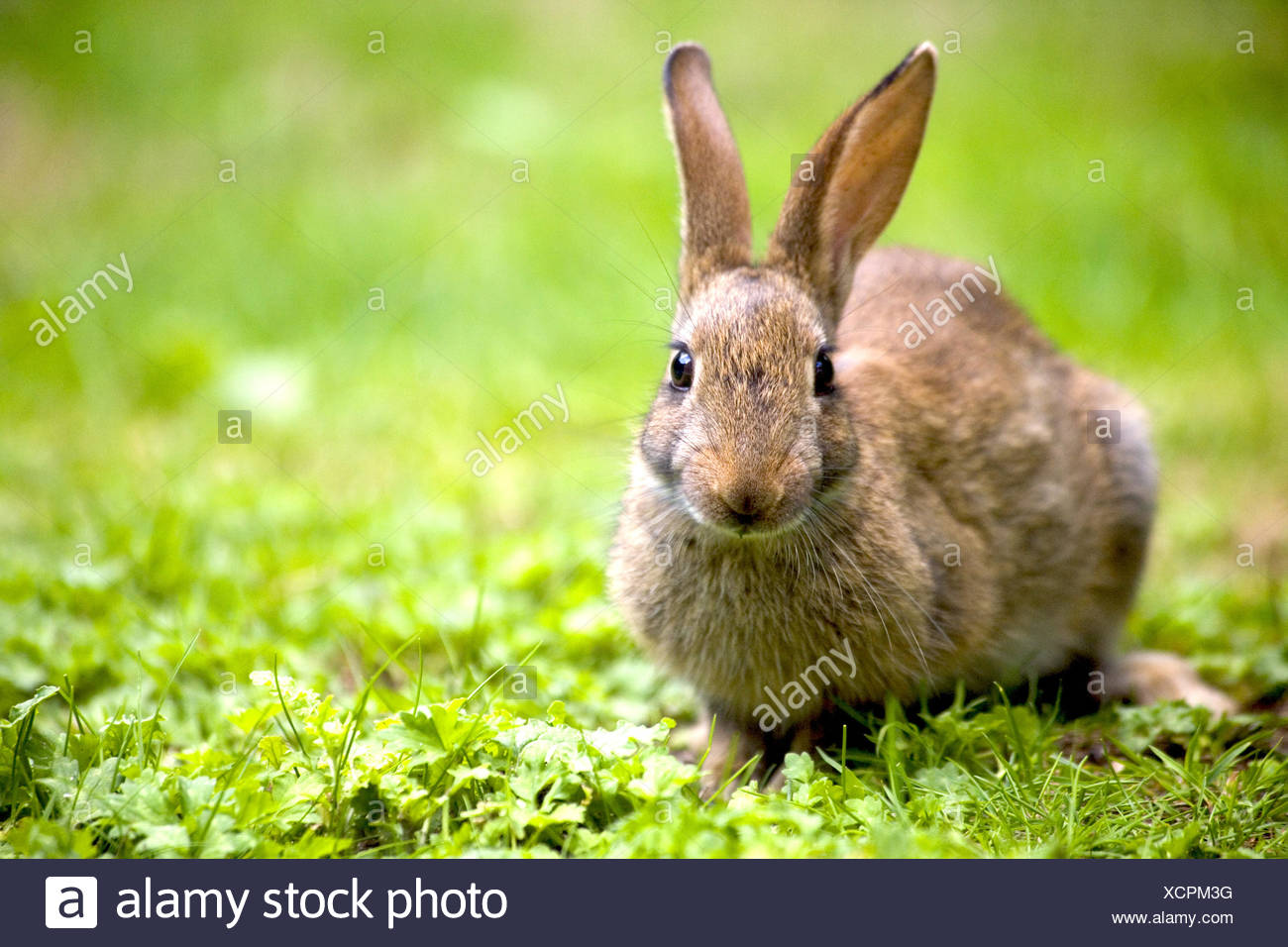Tier Wild Kaninchen Hase Jack Tierwelt Klicken Journal Feld