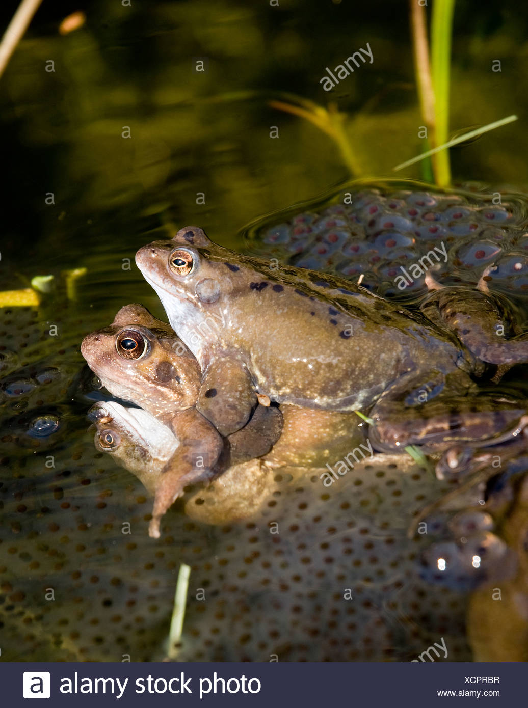 Drei Frosche Paarung In Einem Teich Mit Frogspawn Stockfotografie Alamy