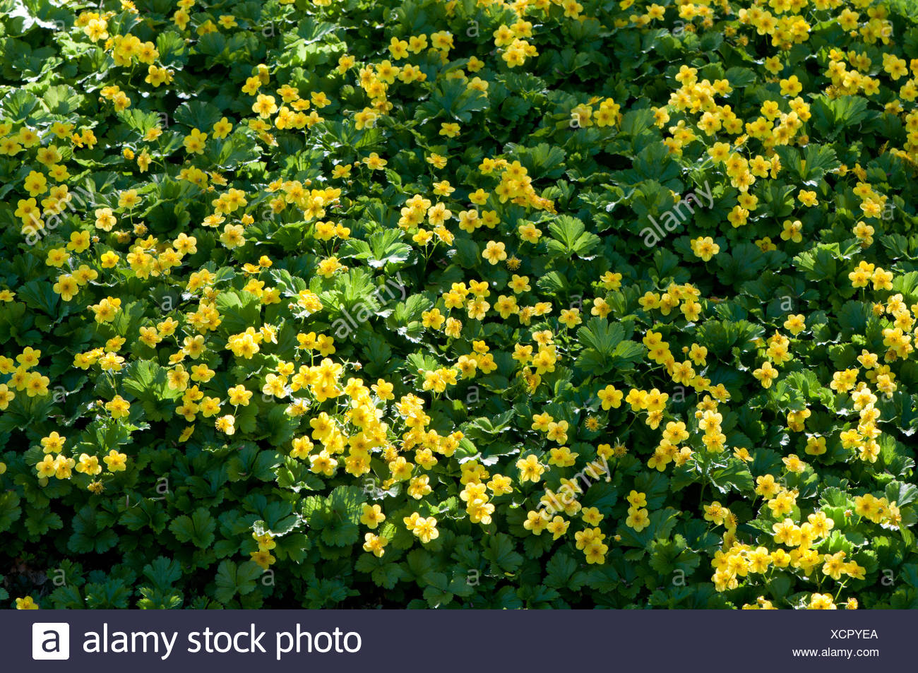 Ein Garten Voll Von Johanniskraut Hypericum Arten In Voller