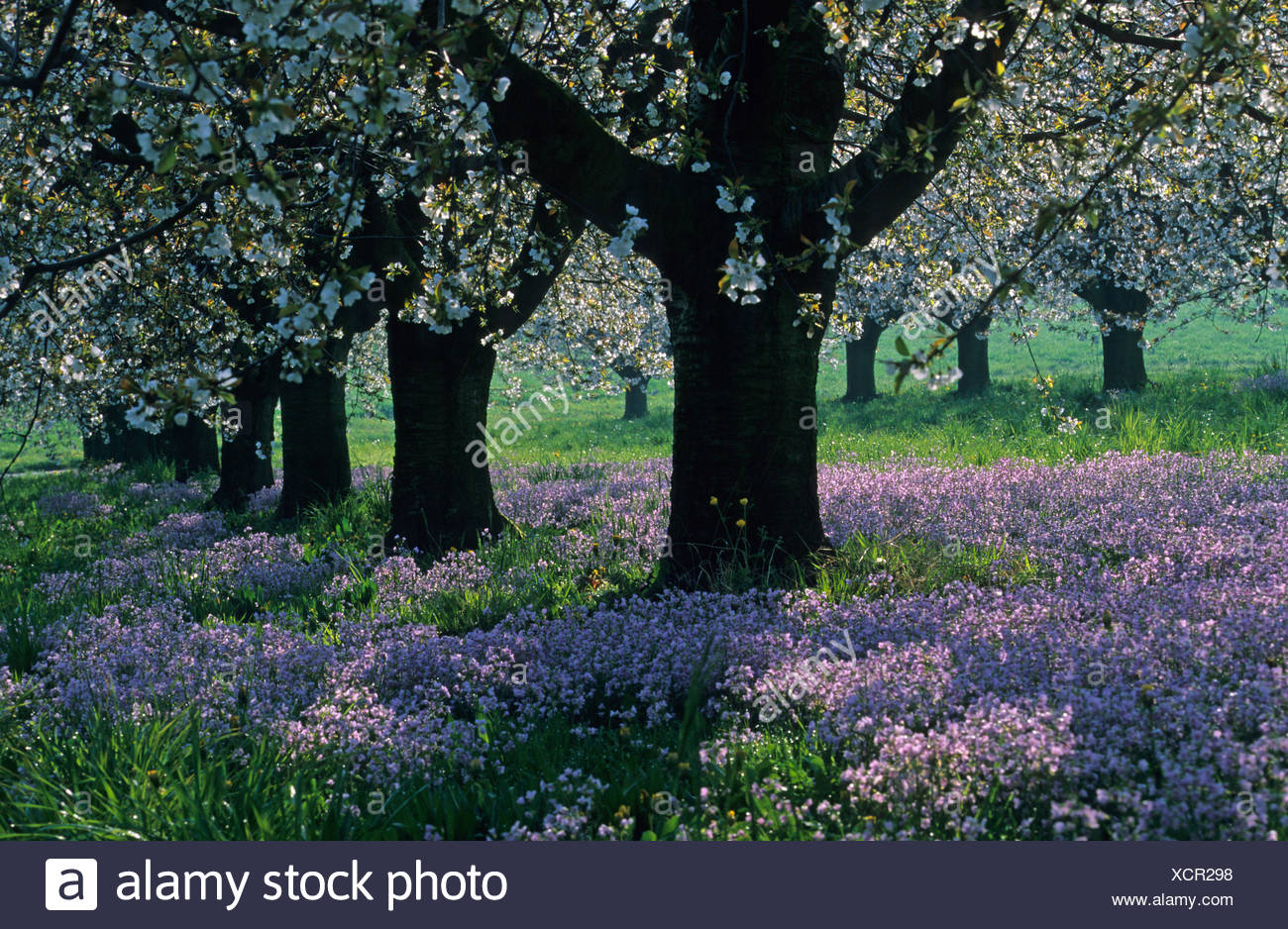 Arisdorf Switzerland Basel Country Blossoming Stockfotos & Arisdorf