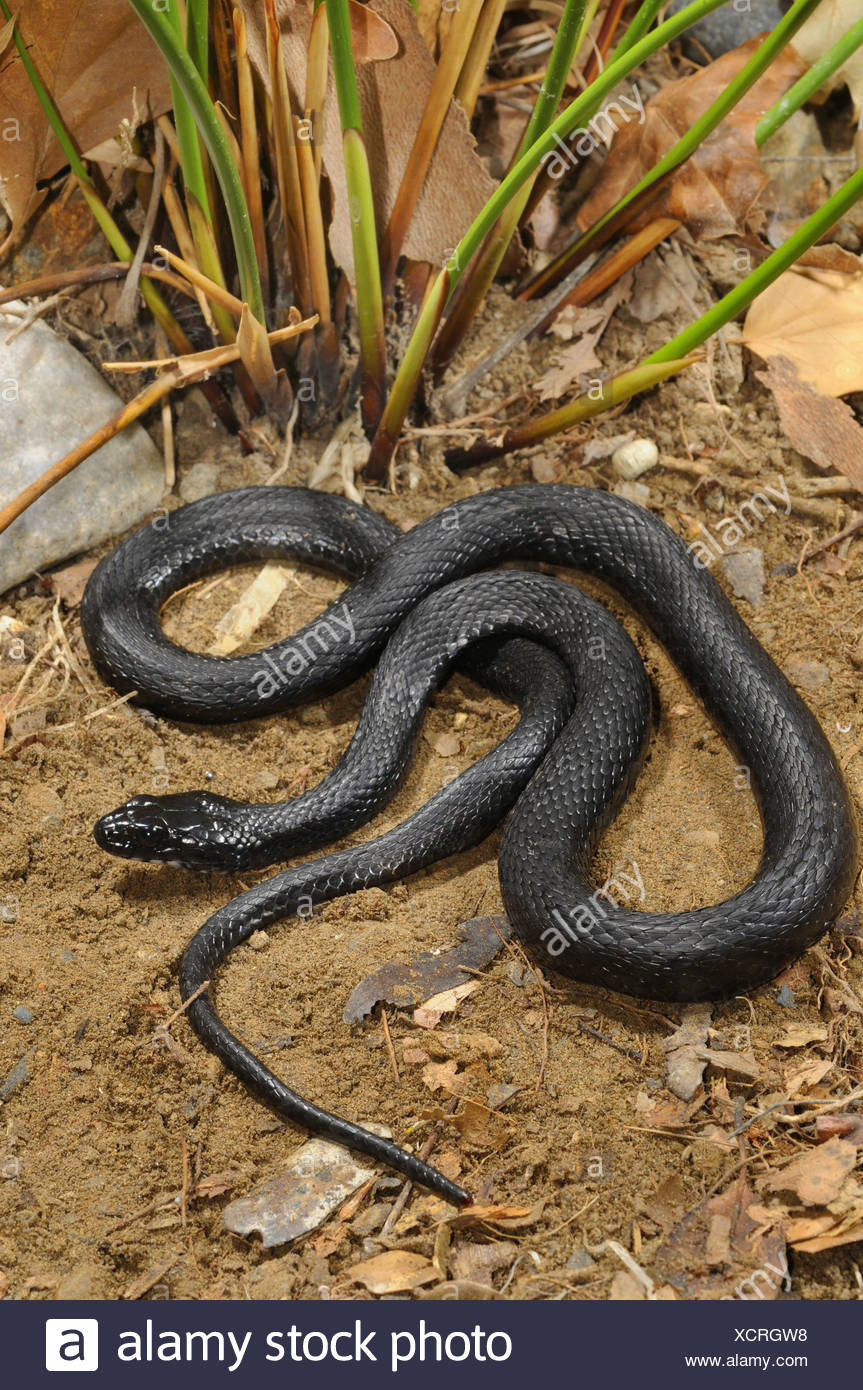 Wurfel Schwarze Schlange Natrix Tessellata Morph Griechenland Creta Stockfotografie Alamy