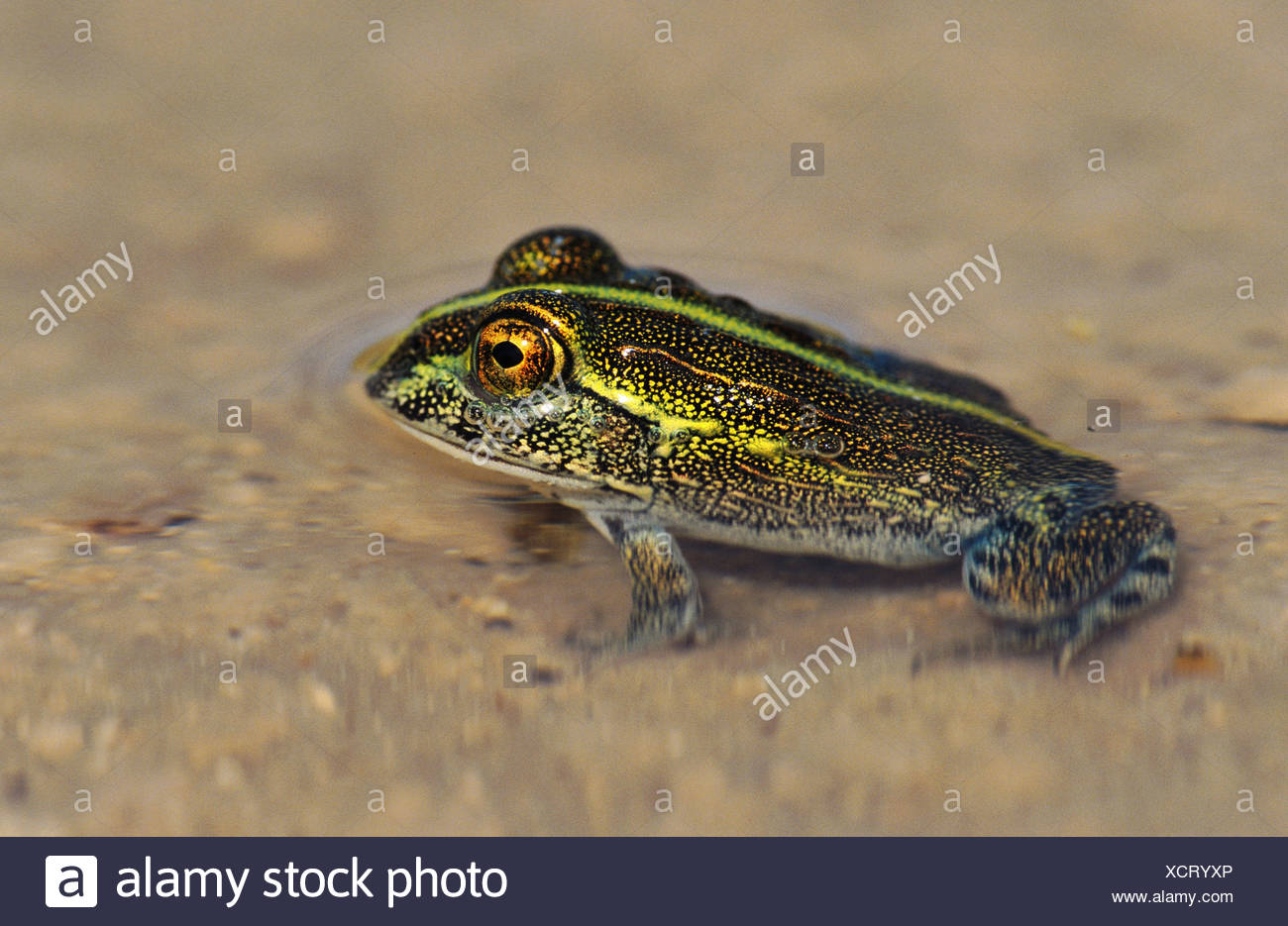 Juvenile African Bullfrog Pyxicephalus Adspersus  