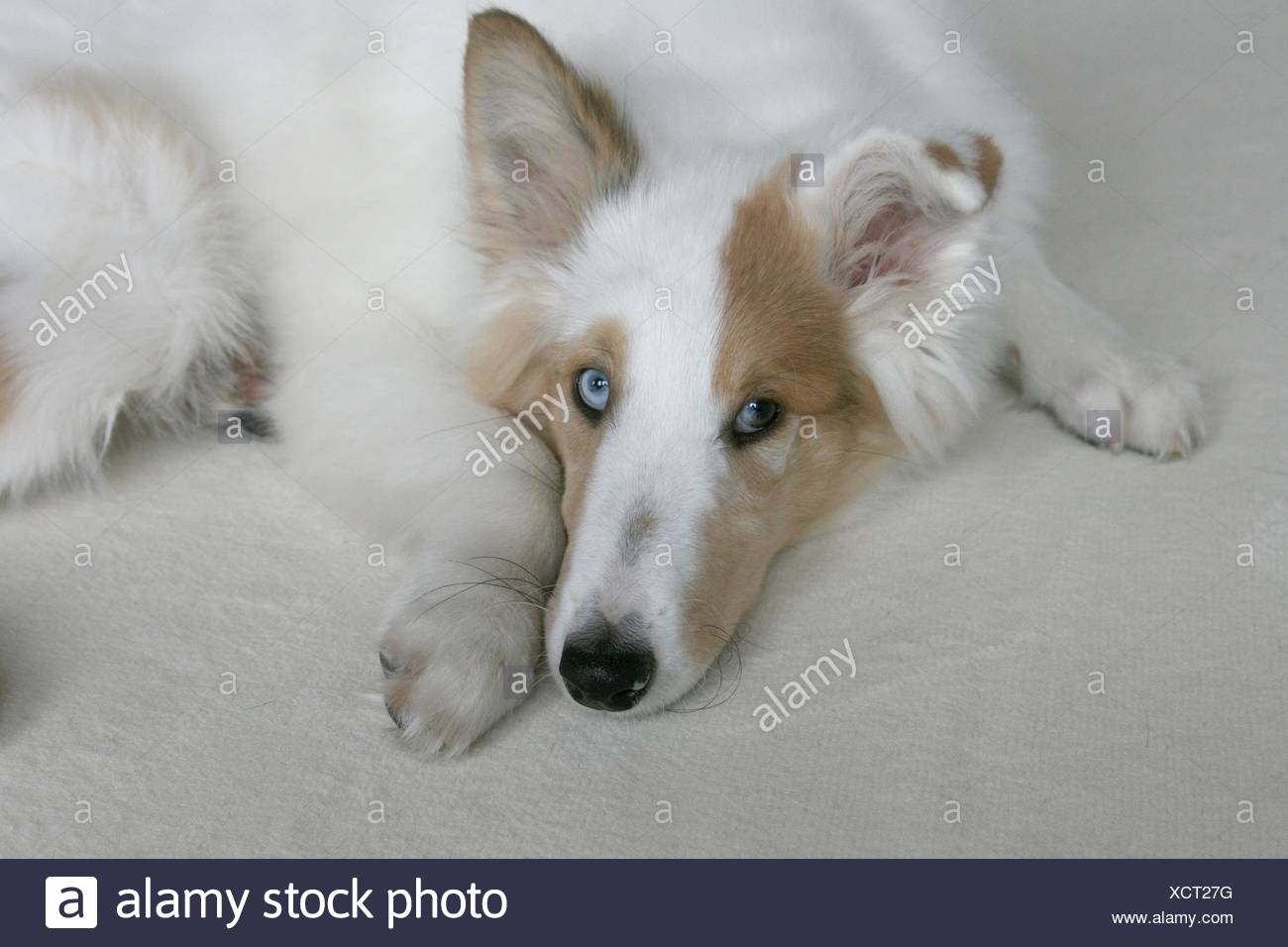 Amerikanische Collie Welpen Stockfotografie Alamy
