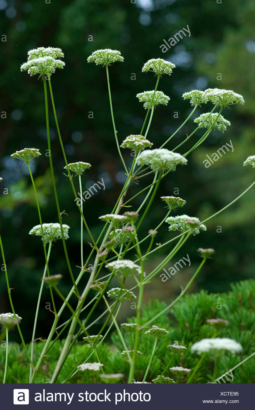 MEISTERWURZ 150 Samen Peucedanum Osthruthium Heilpflanze