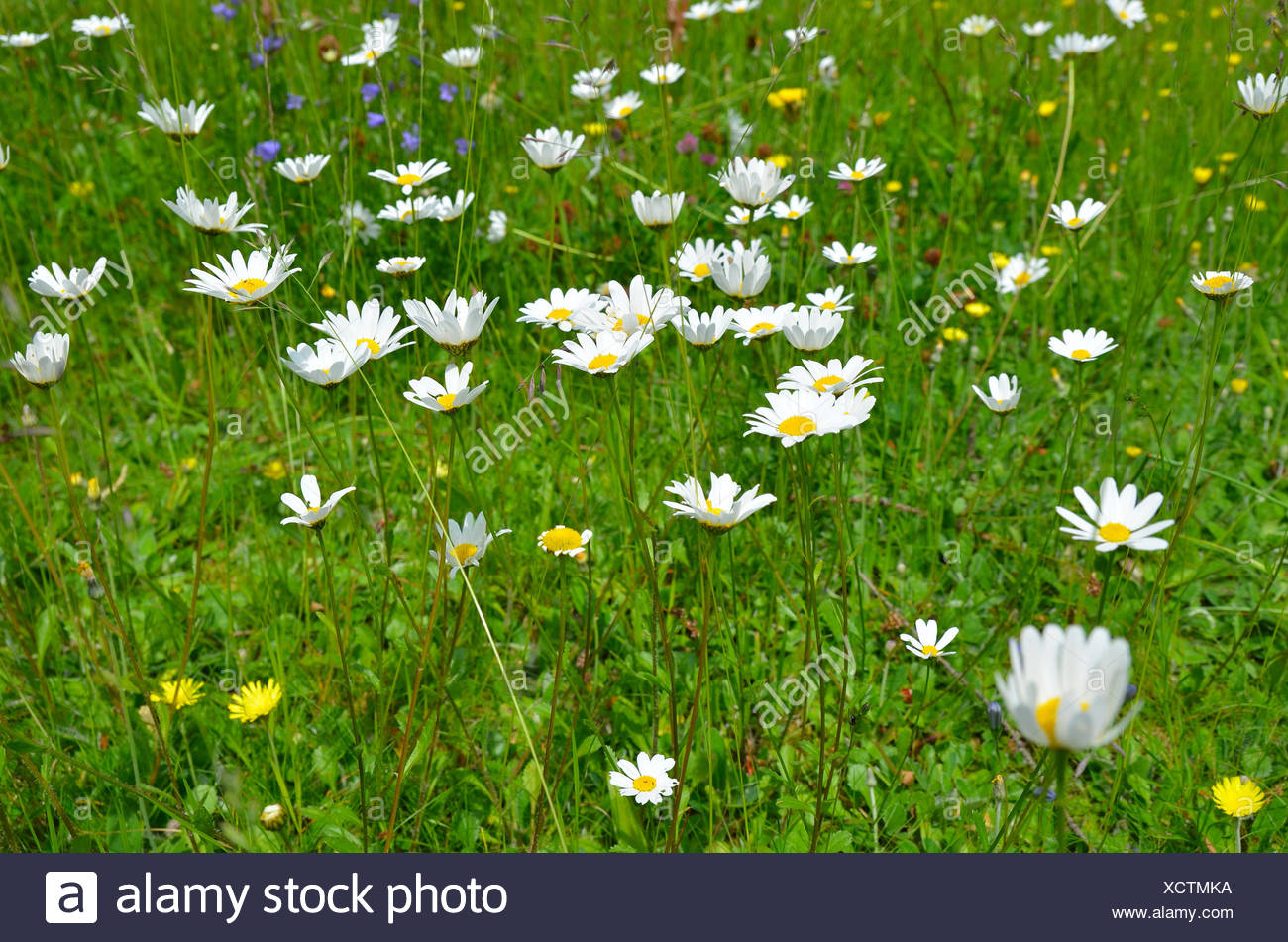 Blumenwiese Buntsandstein Blumen Hintergrund Stockfotografie Alamy