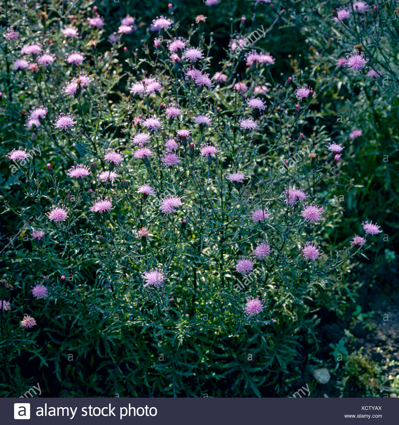 Serratula Seoanei Stockfotos und bilder Kaufen Alamy